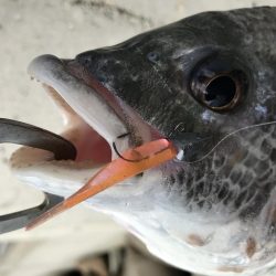 2月17日西宮〜尼崎ランガン強風やめて