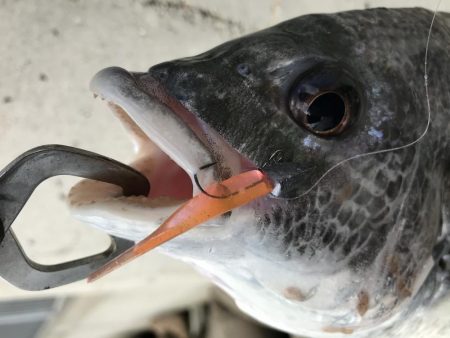 2月17日西宮〜尼崎ランガン強風やめて