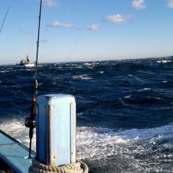 寒ブリを求めて