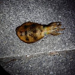 雪が降る前に行って来ました。