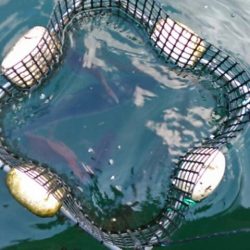 久し振り海洋釣堀でファミリーフィッシング