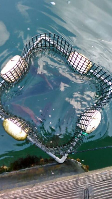 久し振り海洋釣堀でファミリーフィッシング