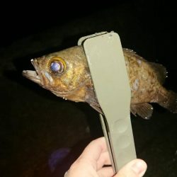 メバルの本番は間もなく到来かな?