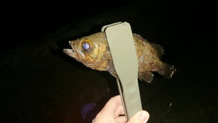 メバルの本番は間もなく到来かな?