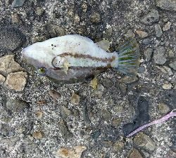 デイアジングで、良型アジと尺メッキ！！