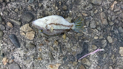 デイアジングで、良型アジと尺メッキ！！