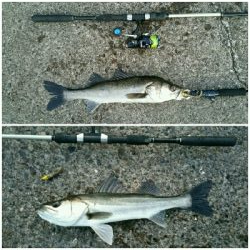 朝マズメに2キャッチ