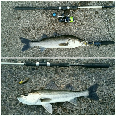 朝マズメに2キャッチ