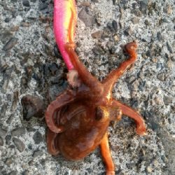 久しぶりに池島