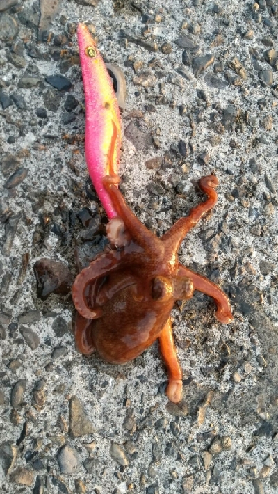 久しぶりに池島