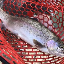 北田原マス釣場へgo