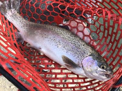 北田原マス釣場へgo