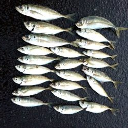 デイ１日中アジング