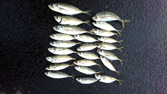 デイ１日中アジング