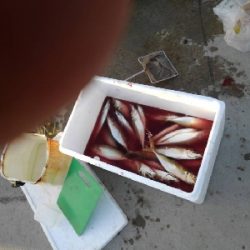 2/22釣果尺アジ！！！アジ大漁！