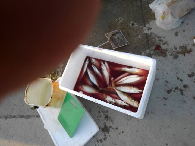 2/22釣果尺アジ！！！アジ大漁！