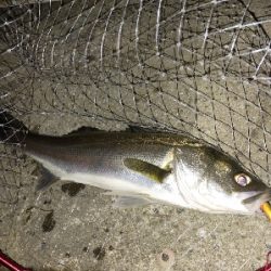 シブいけどなんとか