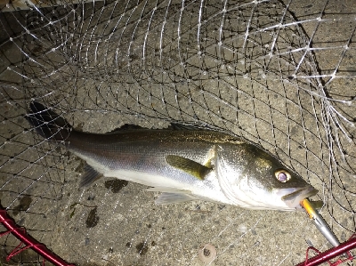 シブいけどなんとか