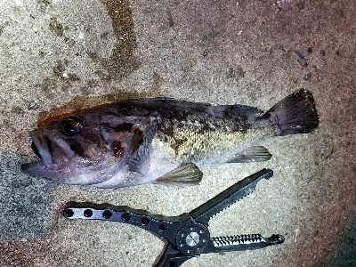 デイ~ナイトアジング。