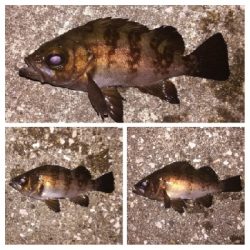 メバリング1803〜1847