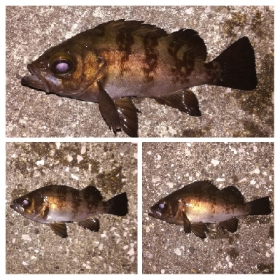 メバリング1803〜1847