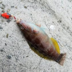 タチウオ釣り　～釣ってる人居ないんだが～