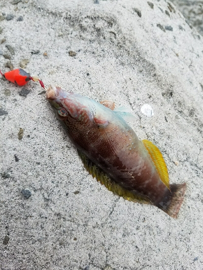 タチウオ釣り　～釣ってる人居ないんだが～