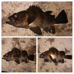 メバリング1805〜1847