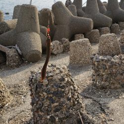 昼間はぽかぽか