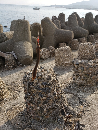 昼間はぽかぽか