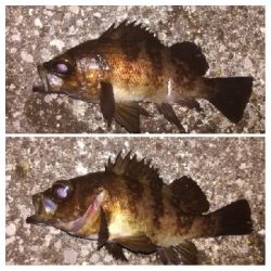 メバリング1805〜1850