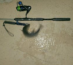 バチ抜けの一匹