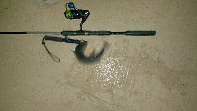 バチ抜けの一匹