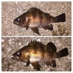 メバリング1805〜1850