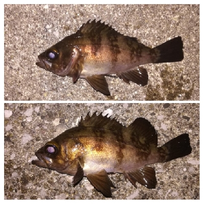 メバリング1805〜1850