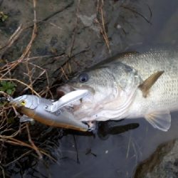 2020年トップウォーターゲーム開幕！