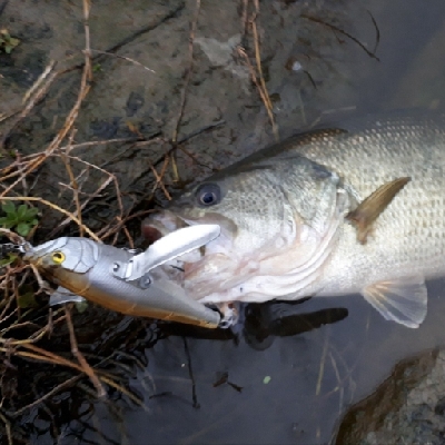 2020年トップウォーターゲーム開幕！