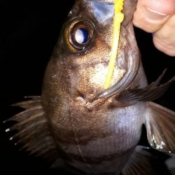 ちょこっと、ライトフィッシング