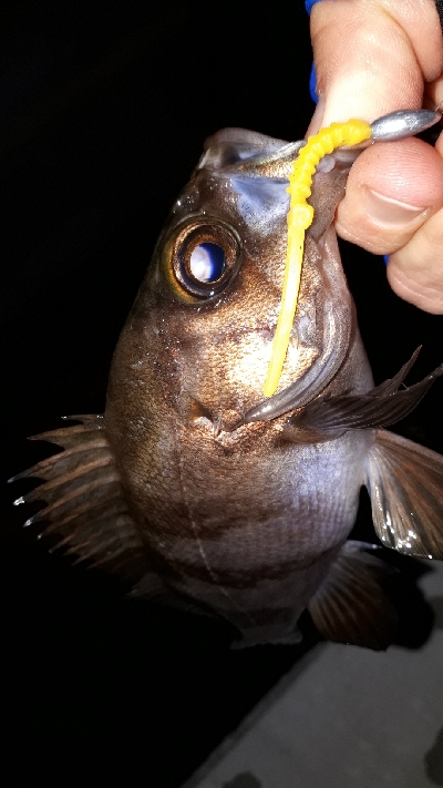 ちょこっと、ライトフィッシング