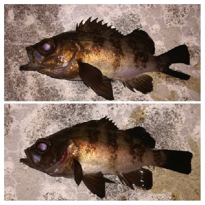 メバリング1805〜1850