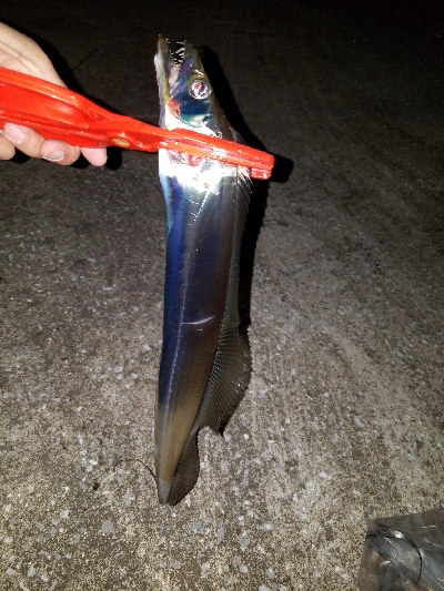 タチウオいつものように釣れまくる