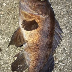 沖堤防で半夜釣り