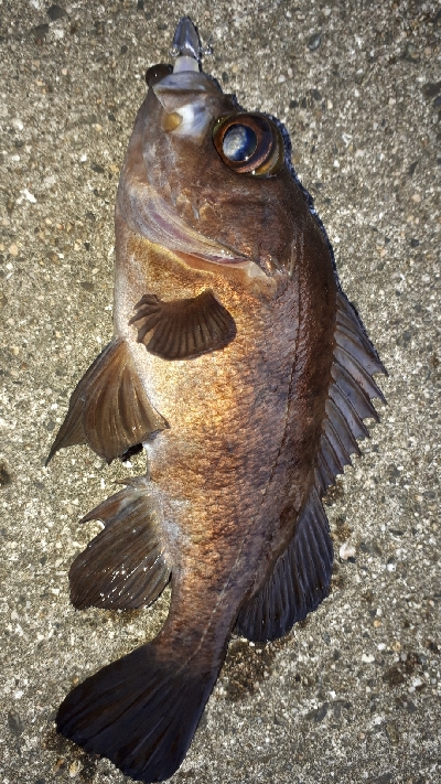 沖堤防で半夜釣り