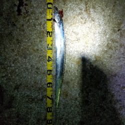 ドラゴン級タチウオ❗