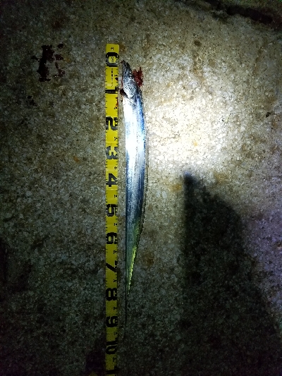 ドラゴン級タチウオ❗