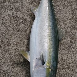 まだまだブリ居る❗