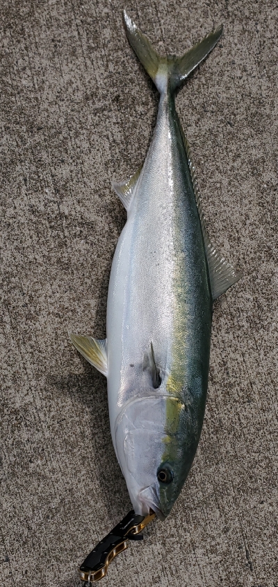 まだまだブリ居る❗