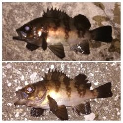 メバリング1805〜1850