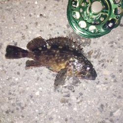 黒鯛だったのかな?