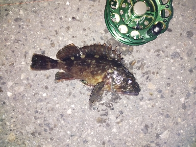 黒鯛だったのかな?